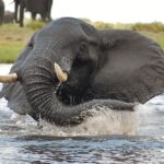 Muchenje Safari Lodge, safari in Chobe, visit Chobe Forest Reserve, luxury safaris in Chobe