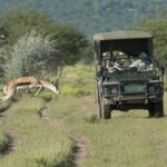 Self Drive in Namibia, Ongava Lodge, Ongava Tented Camp, Little Ongava, Walking in Namibia