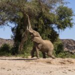 Camp Kipwe, Mowani Mountain Camp, Self Drive in Namibia, Hiking in Namibia, Best lodges in Damaraland, Desert Adapted Elephant, Search for Elephant in Namibia