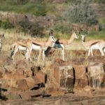 Etendeka Mountain Camp, Etendeka Walking Trail, Walking in Namibia, Self drive tour in Namibia, Hiking in the Kaokoveld