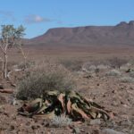 Mobile camping safari in Damaraland, walking safaris in Namibia, Hiking in Namibia, Hiking at Sossusvlei and Dead Vlei, Overland in Namibia, 4x4 trips in Namibia