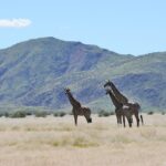 Guided safaris in Namibia, Namibia Mobile Safari, Discover the Kaokoveld, Explore the Kaokoveld, Walk with rhino in Namibia, Ovahimba tours, Visit the Himba, Travel to Epupa, North Namibia Overland