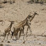 Mobile camping safari in Damaraland, walking safaris in Namibia, Hiking in Namibia, Hiking at Sossusvlei and Dead Vlei, Overland in Namibia, 4x4 trips in Namibia