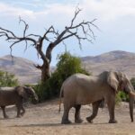 Guided safaris in Namibia, Namibia Mobile Safari, Discover the Kaokoveld, Explore the Kaokoveld, Walk with rhino in Namibia, Ovahimba tours, Visit the Himba, Travel to Epupa, North Namibia Overland