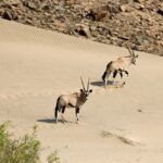 Guided safaris in Namibia, Namibia Mobile Safari, Discover the Kaokoveld, Explore the Kaokoveld, Walk with rhino in Namibia, Ovahimba tours, Visit the Himba, Travel to Epupa, North Namibia Overland