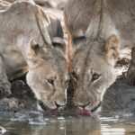 Guided safaris in Namibia, Namibia Mobile Safari, Discover the Kaokoveld, Explore the Kaokoveld, Walk with rhino in Namibia, Ovahimba tours, Visit the Himba, Travel to Epupa, North Namibia Overland